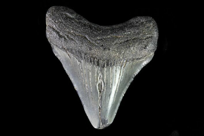 Juvenile Megalodon Tooth - Georgia #75402